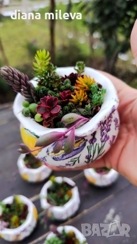 Гърнета аранжирани със сукуленти!, снимка 6 - Декорация за дома - 53206137