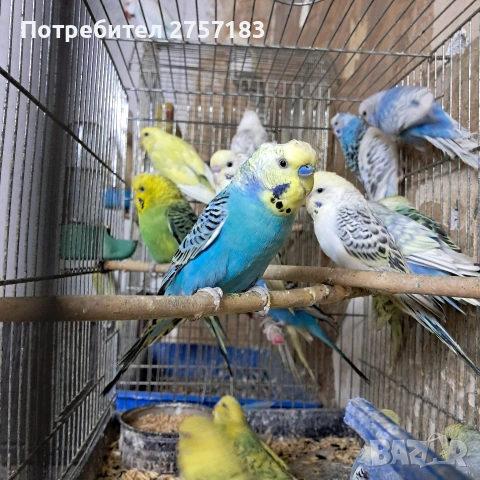 продавам вълнисти папагали 2026, снимка 5 - Папагали - 53766555