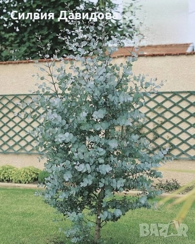 Евкалипт , снимка 4 - Други стоки за дома - 52773885