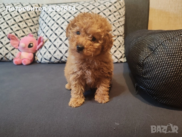 Малтипу , снимка 2 - Пудели - 53143511