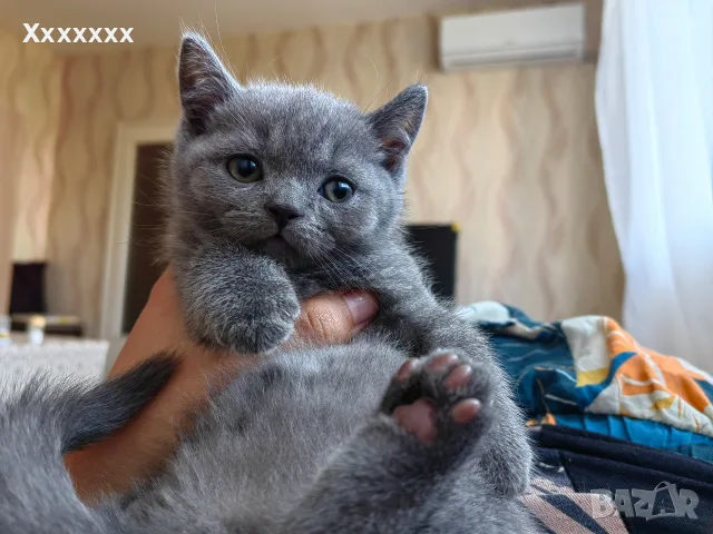Британска късокосместа котка, снимка 2 - Британска късокосместа - 56049366