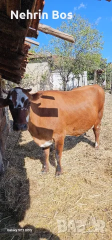 krava na 3 tele e zaplodena na7 meses imam traspot