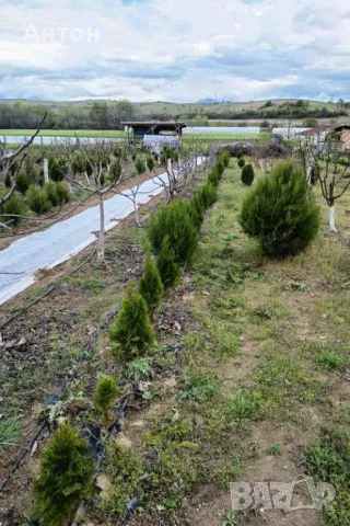 Вечнозелена Бързоразстяща Източна Туя / Thuja orientalis /, снимка 3 - Градински цветя и растения - 34168506