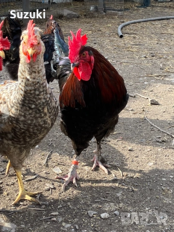 Петлета Маран и Легбар