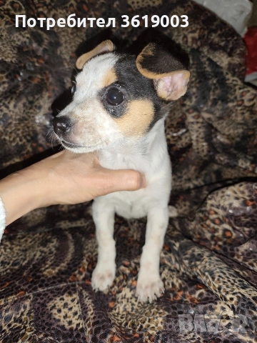 Пинчер , снимка 7 - Пинчер - 52787653