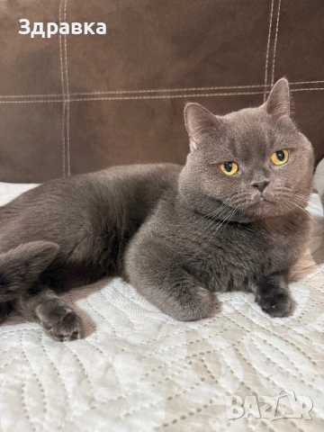 Британец за разплод 