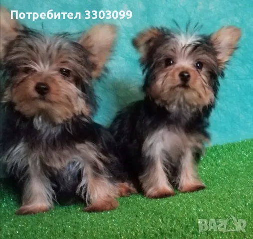 Йоркширски териер, снимка 2 - Йоркширски териер - 56336785