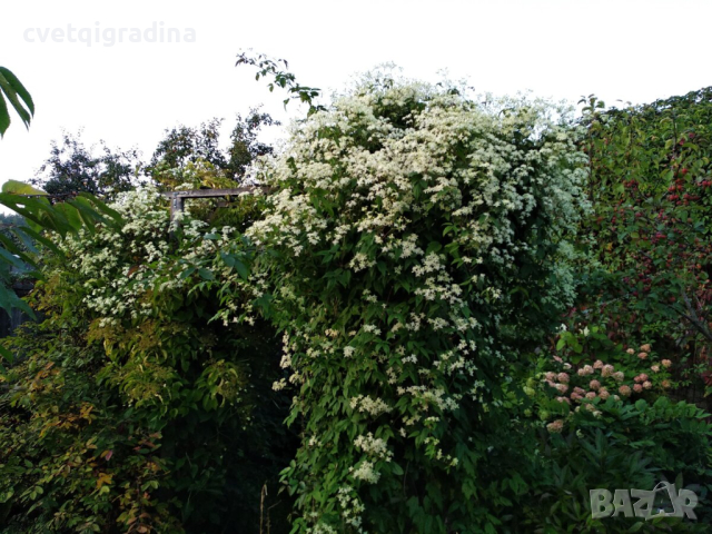 Clematis Mandschurica(Клематис Мандшурица), снимка 3 - Градински цветя и растения - 44557843