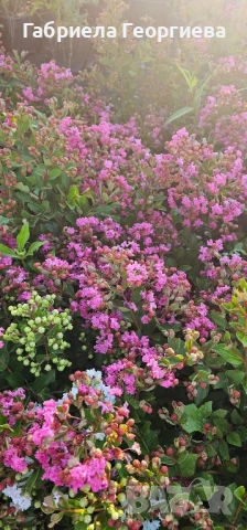 Индийски люляк , снимка 5 - Градински цветя и растения - 50886970