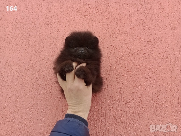 Мъжки шоколадов Померан. Реални снимки от 02.02.26 г. , снимка 3 - Померан - 53316299