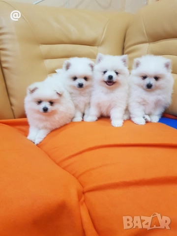 Померан померанчета Гр. София