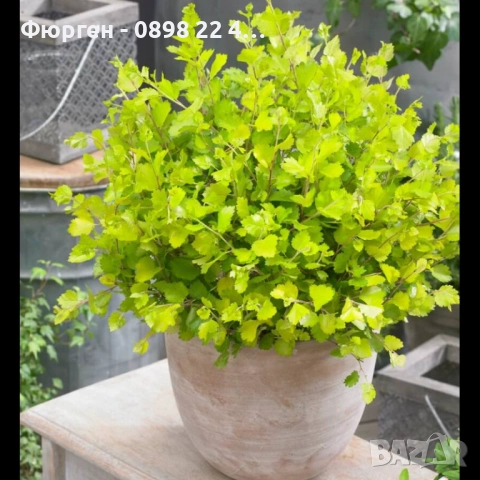 Жълта бреза джудже – Betula Golden Nana, снимка 3 - Разсади - 52714416