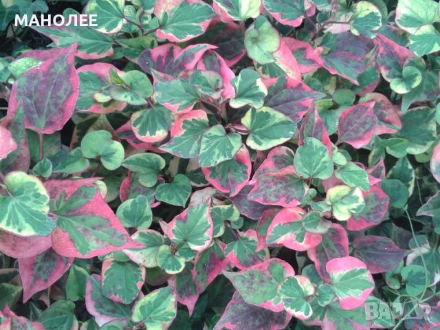 Хутиния хамелеон