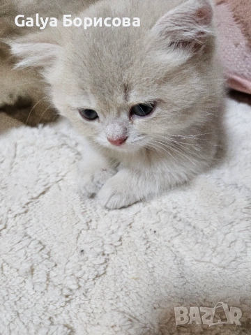 Родословни Британски котета  промоционолна цена за 8 март, деня на жената!, снимка 14 - Британска късокосместа - 53502654