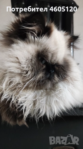 Мъжки персийски колорпойнт