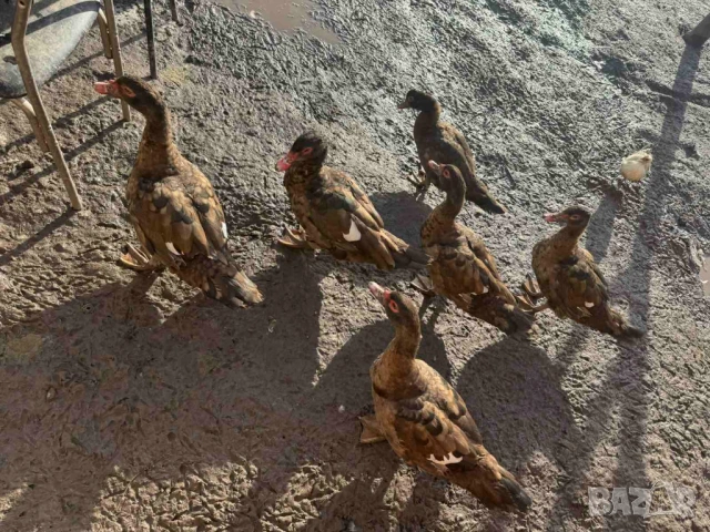 Продавам  домашни патици