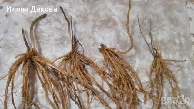 АСПЕРЖИ–разсад,коренчета, снимка 4 - Разсади - 53488004