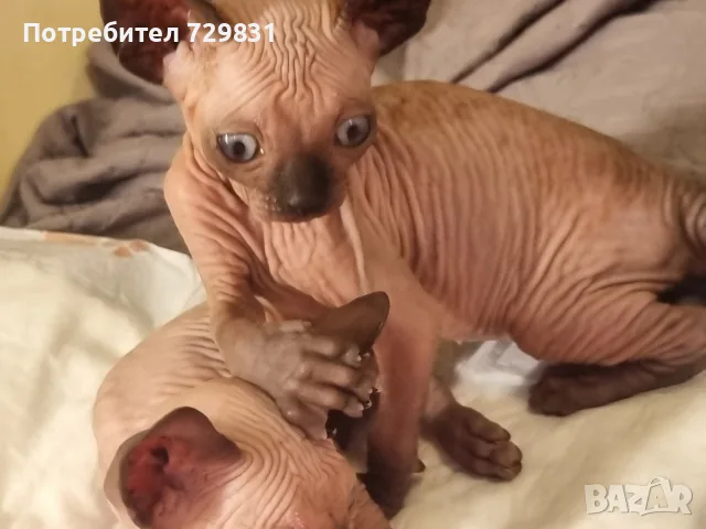 Канадски сфинкс, котенца, снимка 8 - Сфинксове - 54595069