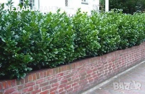 Лавровишна новита/Prunus laurocerasus "Novita"