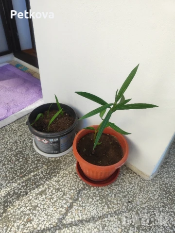 Зокуми(олеандър), снимка 7 - Стайни растения - 51047519