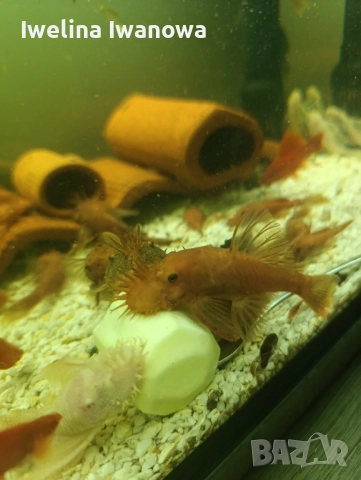 Продавам анциструси, снимка 8 - Рибки - 52562134