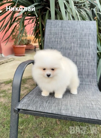 Померан момче със втора ваксина, снимка 4 - Померан - 53108550