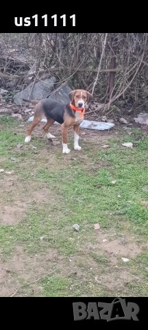 женско гонче на 6 месеца 