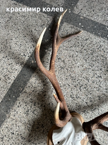 ловен трофей от благороден елен, снимка 3 - Антикварни и старинни предмети - 53393082
