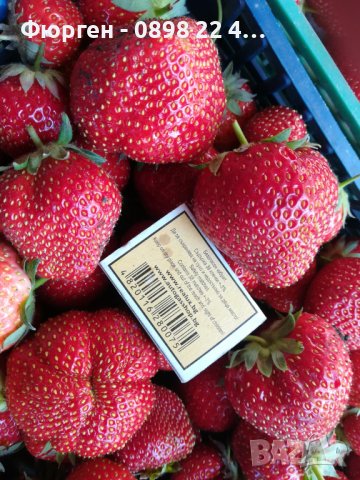 Ягода сорт " Мадам Муто ", снимка 3 - Разсади - 40612514