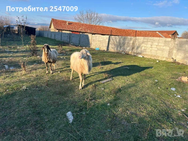 Коч, снимка 3 - Овце - 53076276