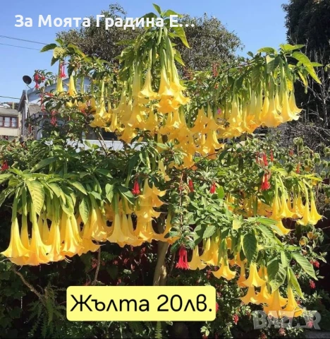 Бругманзия датура - Ангелски тромпет 