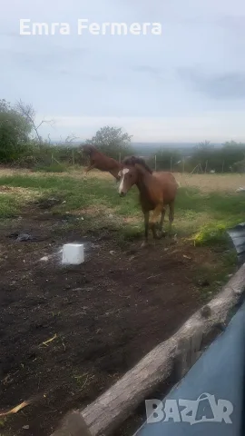 Кон/HORSE......, снимка 4 - Коне - 56294778