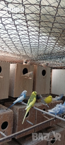 Зеброви Амадини !, снимка 6 - Амадини - 51553461