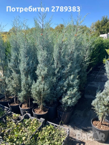 Аризонски Кипарис, снимка 2 - Градински цветя и растения - 53053110