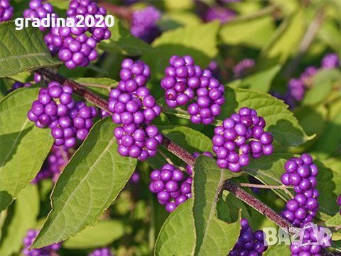 Каликарпа - Налични 2 вида Бяла - Callicarpa dichotoma Albibacea Лилава -Callicarpa dichotoma 'Issai, снимка 2 - Разсади - 42145705