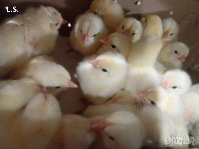 Пиленца легхорн 3 евро 