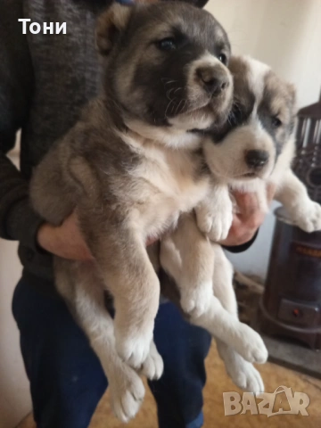 Алабай Таджикистански, Мъжко и Женско , снимка 5 - Алабай - 53582203