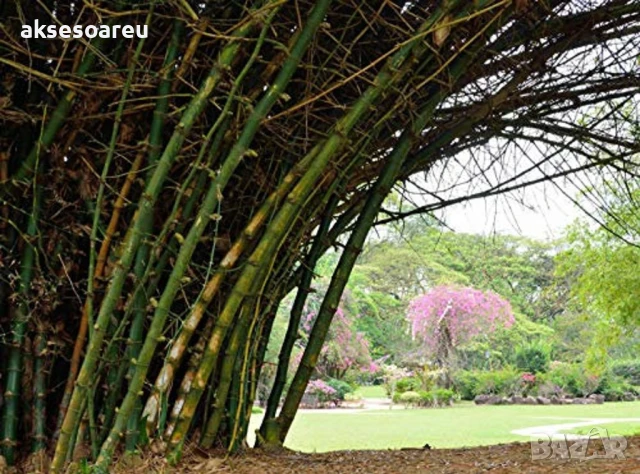 Качествени малки Семена от бамбук Bambusa arundinacea бързо растящи растения за дома бамбуков разсад, снимка 5 - Сортови семена и луковици - 50482087