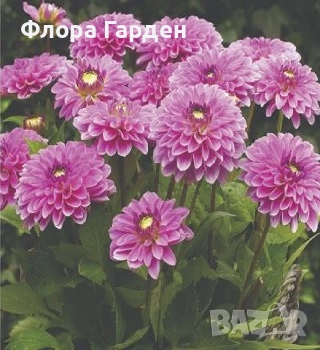 ДАЛИЯ - Глудки/ ПРЕДВАРИТЕЛНИ ПОРЪЧКИ, снимка 14 - Сортови семена и луковици - 44793217