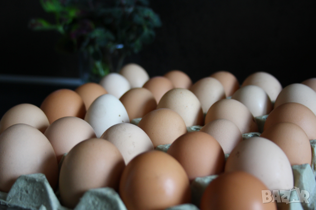 Домашни Яйца 0.50ст./бр, снимка 6 - други­ - 36397255