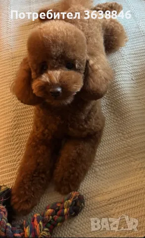 малтипу, снимка 3 - Пудели - 48716696