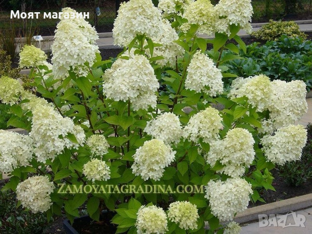 Хортензия - Паникулата limelight, снимка 3 - Градински цветя и растения - 53646009