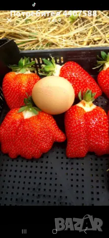 Расзад ягоди и малини , снимка 8 - Разсади - 49488622