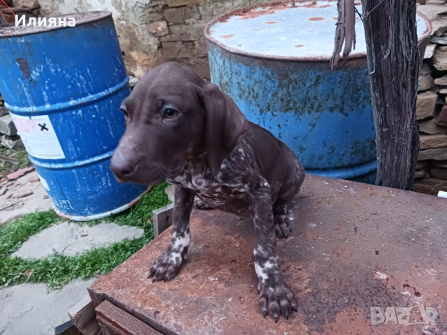 2 мъжки Курцхаари, снимка 4 - Курцхаар - 53298579