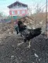 Продавам млади петли, снимка 11