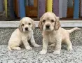 Кокер шпаньол Страхотни , снимка 2