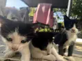 Подарявам малки котенца на 1 месец, снимка 13
