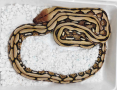 Мрежест Питон / Python reticulatus, снимка 1