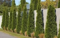 туя Фастигиата Thuja ‘Fastigiata’, снимка 6