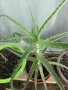 Дървовидно алое (Aloe arborescens), снимка 1
